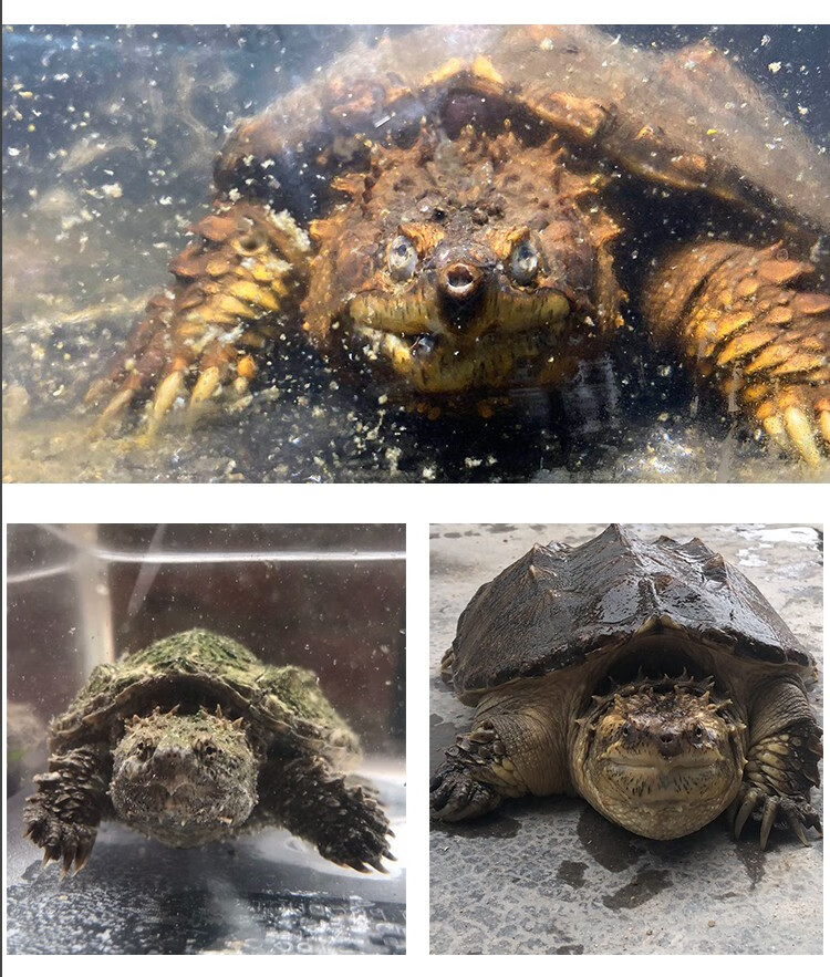 纯佛暴刺鳄龟原种爆刺小鳄龟活物北美杂佛小龟苗宠物龟观赏龟 杂佛 10