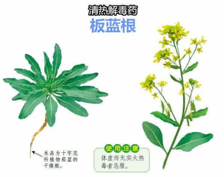 板蓝根种孑板蓝根中药材新鲜板蓝根苗树盆栽植物草药种板蓝根种籽