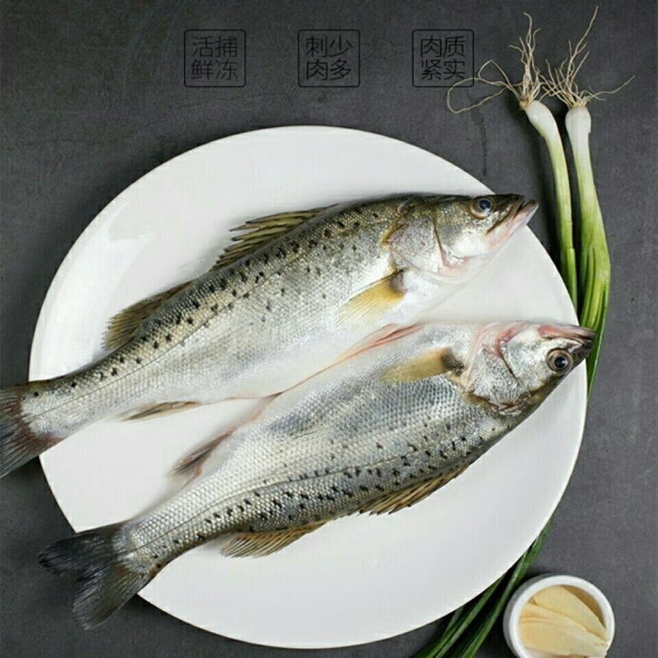 新鲜鲈鱼七星鲈鱼花鲈海鲜4条每条11斤到13斤无冰无水净重