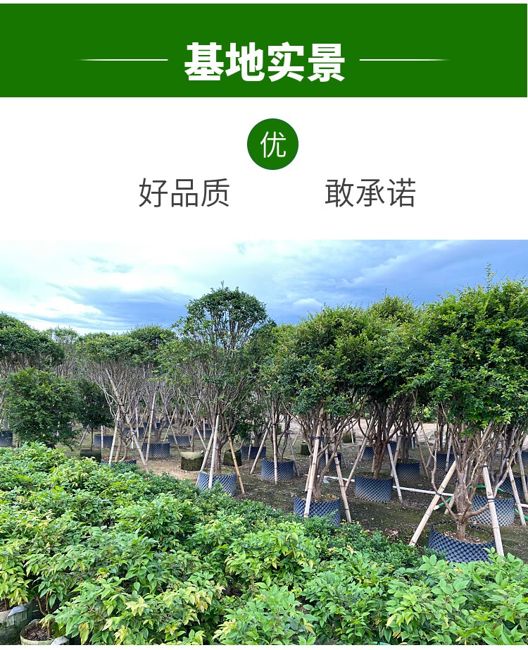 战长沙嘉宝果树果苗树葡萄苗四季红妃嘉宝果苗嘉宝果大树苗沙巴嘉宝果
