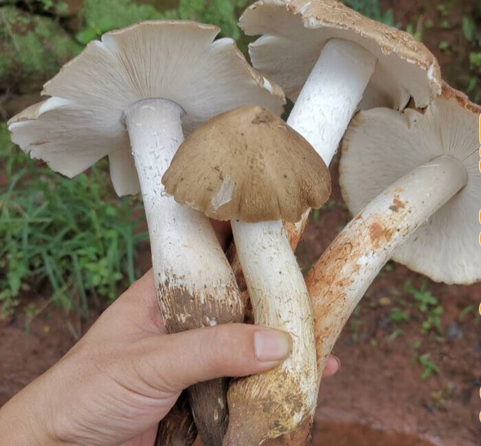 现货新鲜鸡枞菌开伞四川黄皮大鸡枞伞把菇斗鸡菇500g