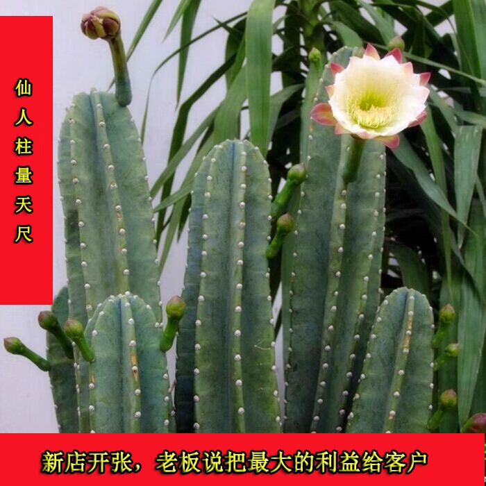 仙人柱 量天尺 仙人掌天轮柱室内盆栽植物抗将军柱龙骨苗 组合量天尺