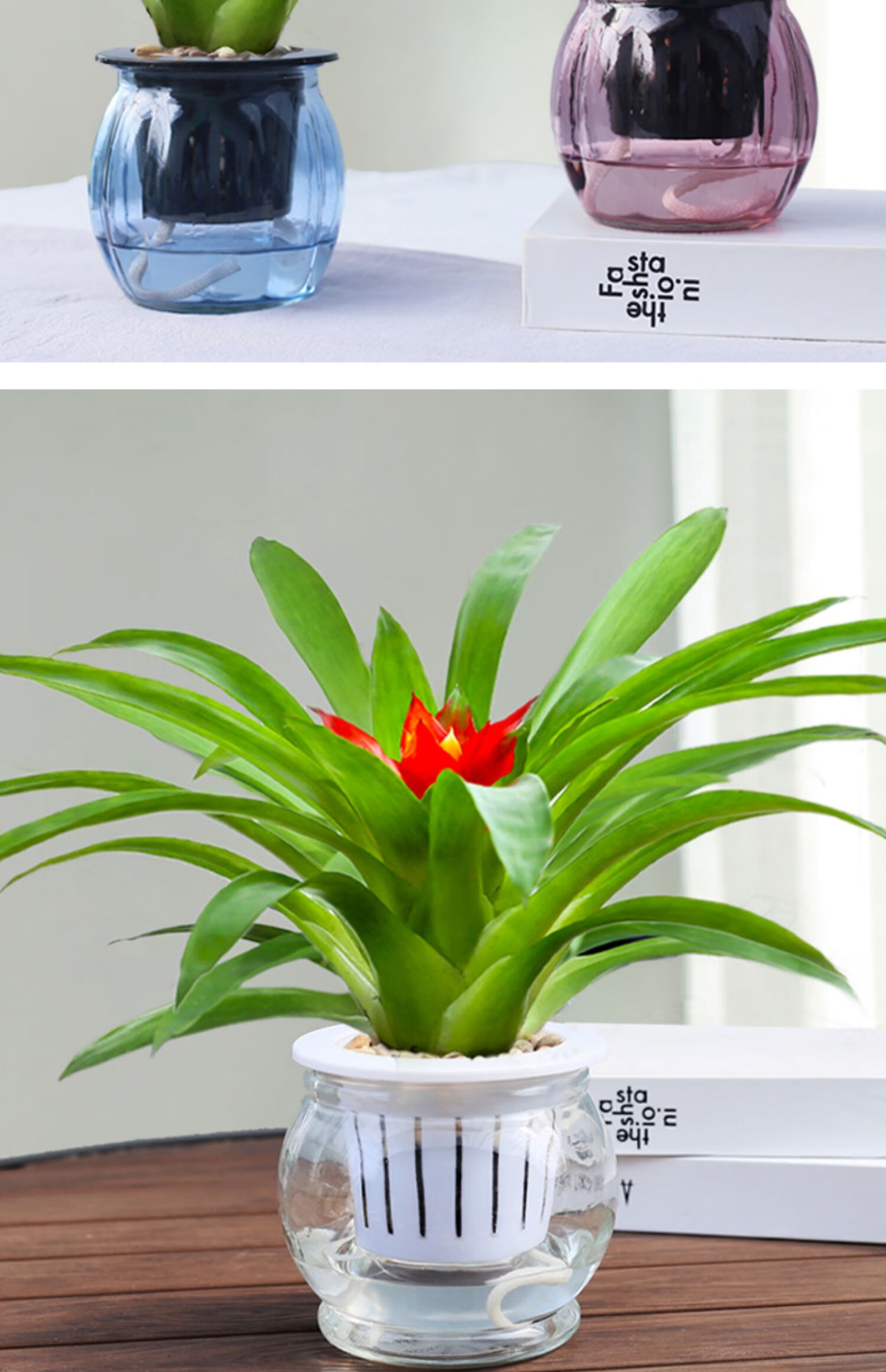 心头肉鸿运当头盆栽室内水培植物懒人盆栽花卉办公室四季好养开花小