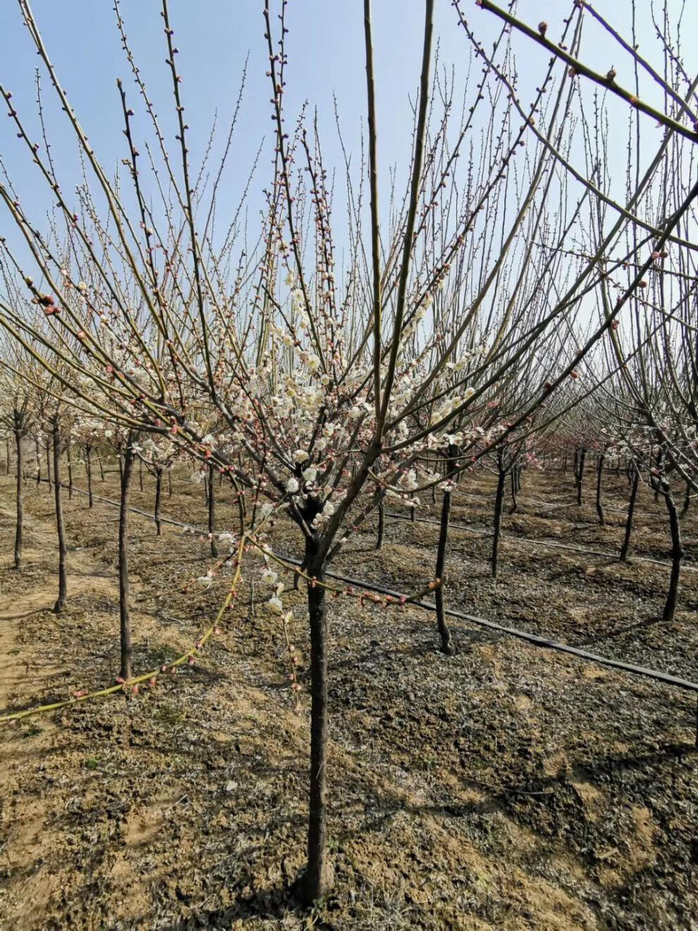 耐寒紅梅花苗綠梅臘梅榆葉梅老樁盆景梅花樹室內陽臺盆栽花卉樹苗 7