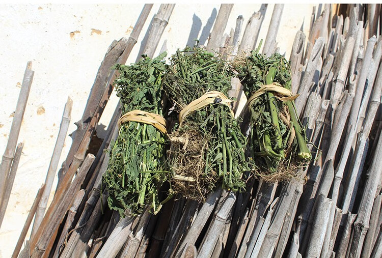 伊梵麦优选野外龙葵白花菜黑茄子全株带根草干中药材500g图片色