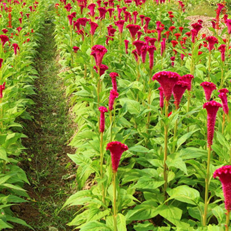 霄青竹红鸡冠花红鸡冠子花鸡冠子花朵中草药原材料250g