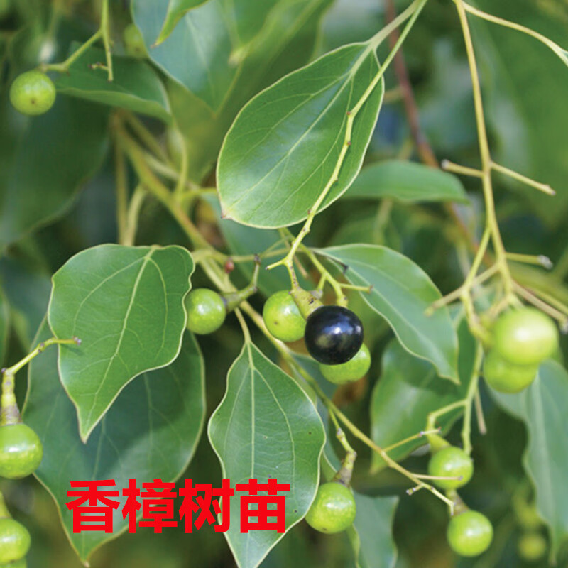 正宗香樟树苗龙脑香樟木树庭院绿化名贵树小苗盆景驱蚊虫草植物 香樟