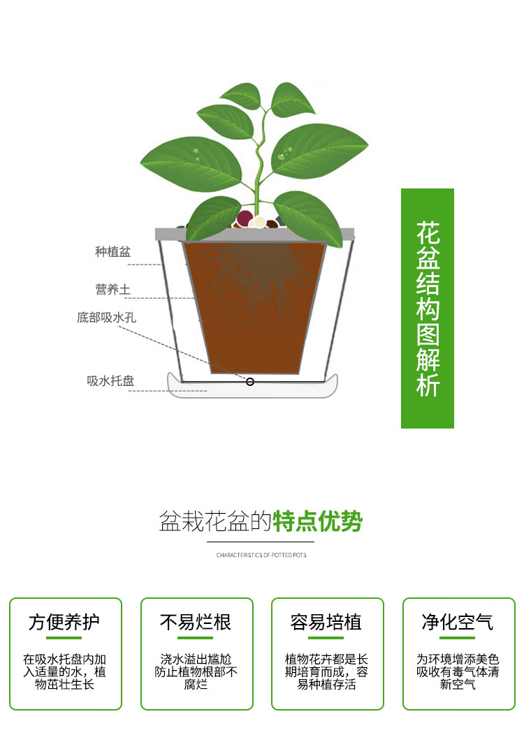 重瓣茉莉花盆栽室内阳台浓香型植物花卉四季好养活带花苞虎头茉莉