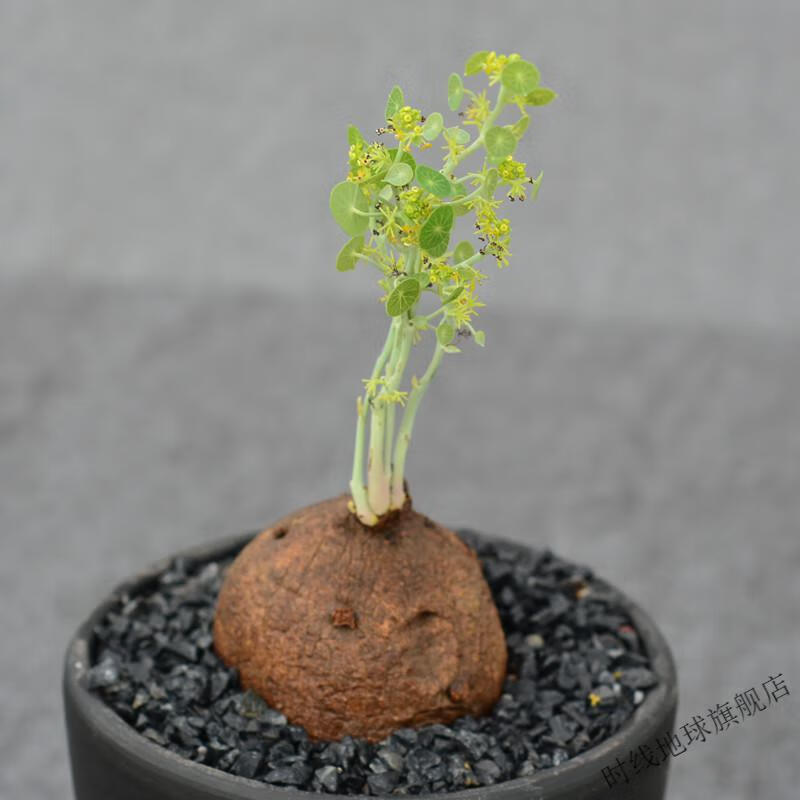 尚野园艺 山乌龟素可泰一物一拍正版泰国圆叶立枝不爬藤稀有块根 3380