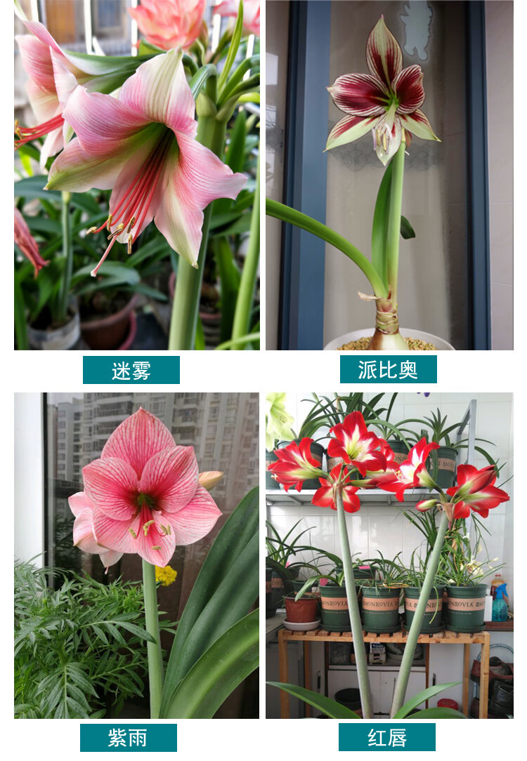 芊阙单瓣荷兰朱顶红超大种球带花苞盆栽植物易活球根花卉好养种球倾城