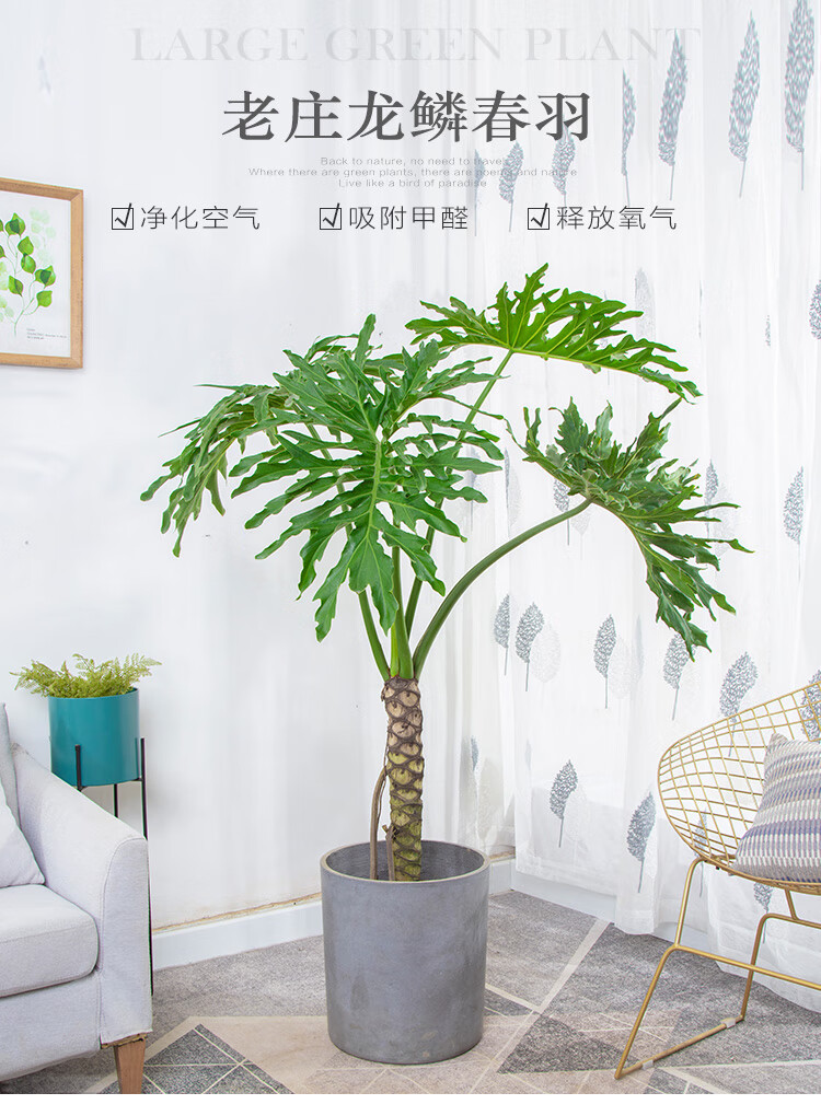 老庄龙鳞春羽绿植大型室内盆栽一物一拍北欧网红客厅好养活植物高1301