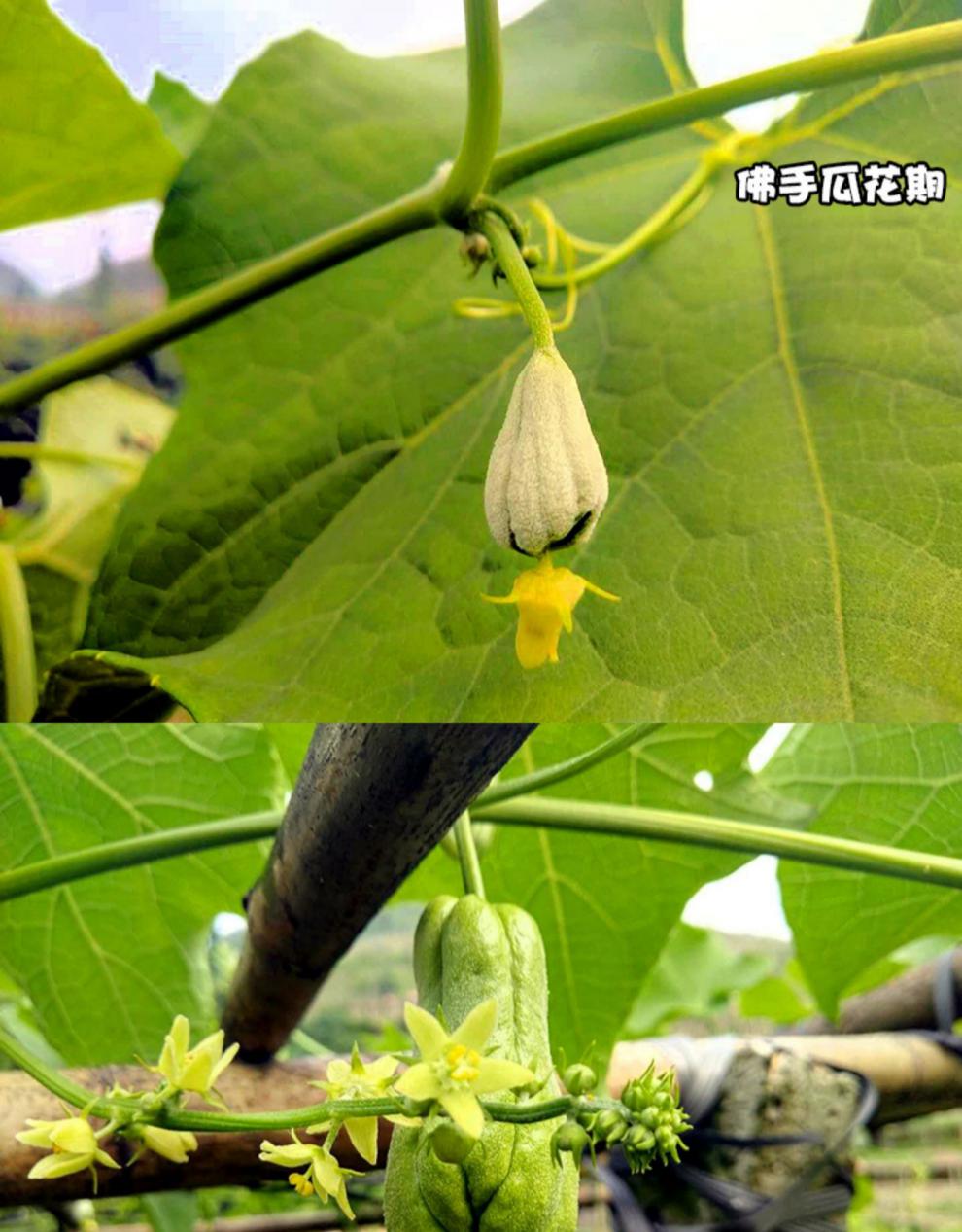 佛手瓜新鲜洋瓜蔬菜虎儿瓜特产窝瓜寿瓜葵瓜叶菜类4000g
