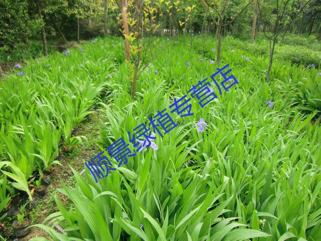 唯友(weiyou)鸢尾花苗庭院绿化植物盆栽 蝴蝶花 耐寒花卉水生植物黄