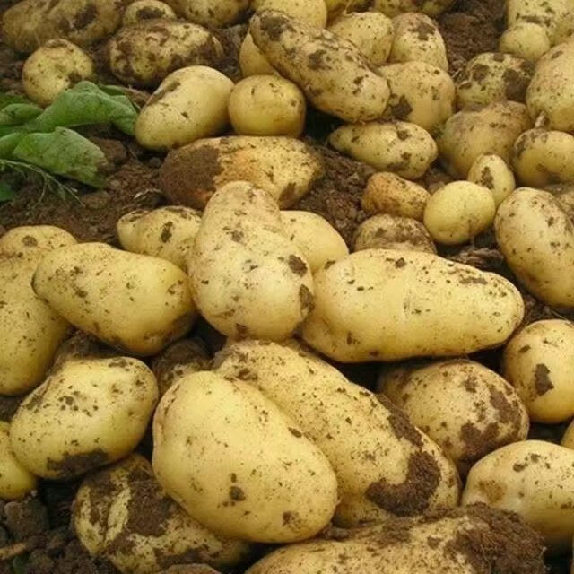 贵州特产威宁黄心洋芋高山土豆马铃薯当季新鲜农家自种精选大果土豆10