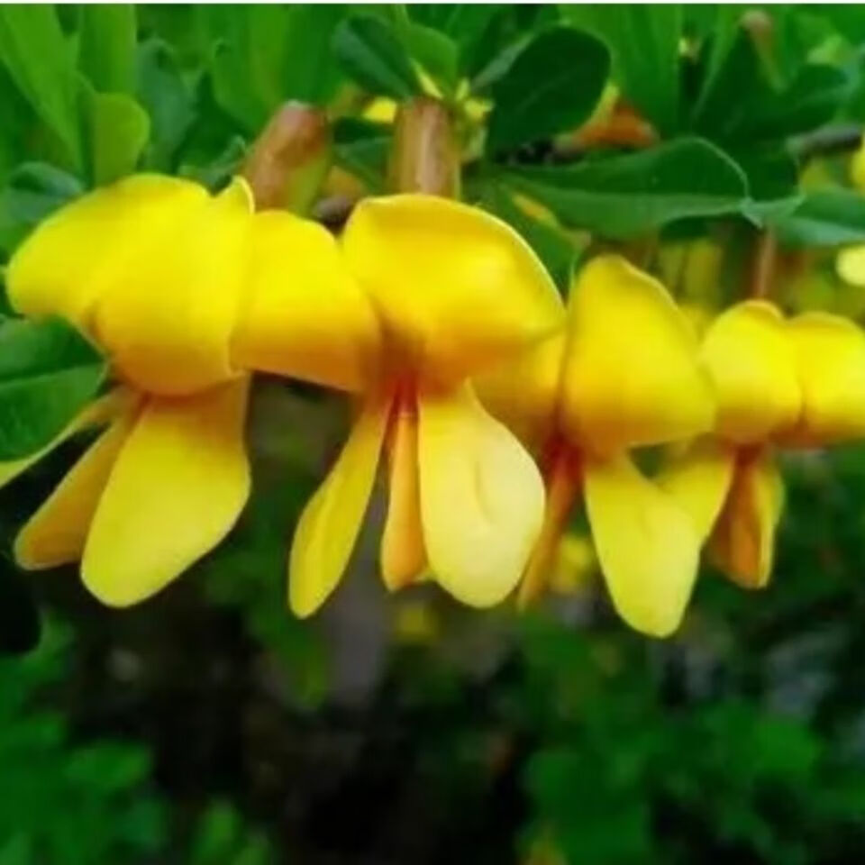 有仁堂貴州苗藥陽雀花根去皮抽心粉質根中草藥材土黃芪煲湯 500g