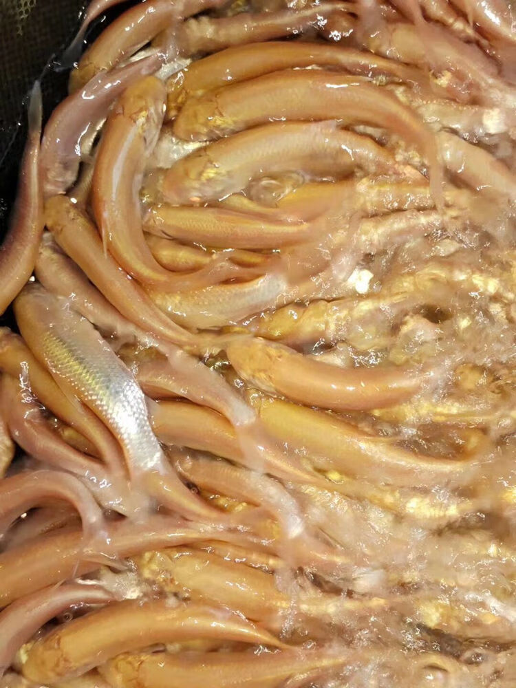 赤目金丝鲩赤目黄金鲩红眼金草鱼鱼大型冷水观赏鱼1012厘米红眼金大头