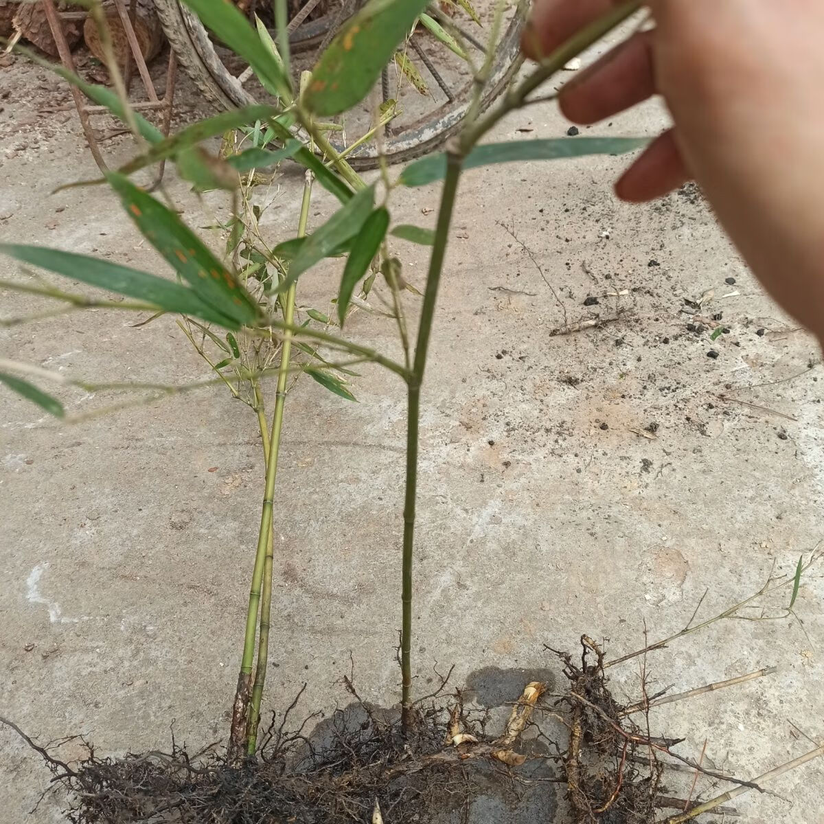 有仁堂小青竹竹子苗庭院竹子苗小竹子带芽发超易活款长笋可食用 5棵