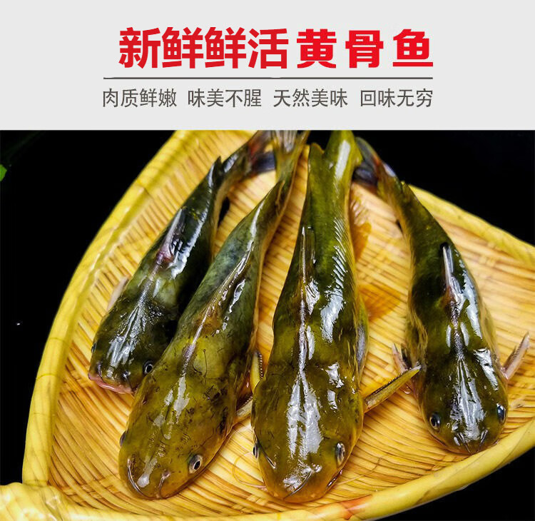 新鲜黄骨鱼现杀黄辣丁昂刺鱼新鲜黄丫头黄颡鱼二三王牛大号去腮去内脏