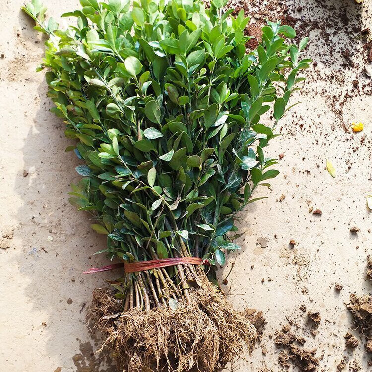 树耐寒耐热树苗冬青树苗篱笆苗围墙庭院绿化苗四季常青 北海道冬青1