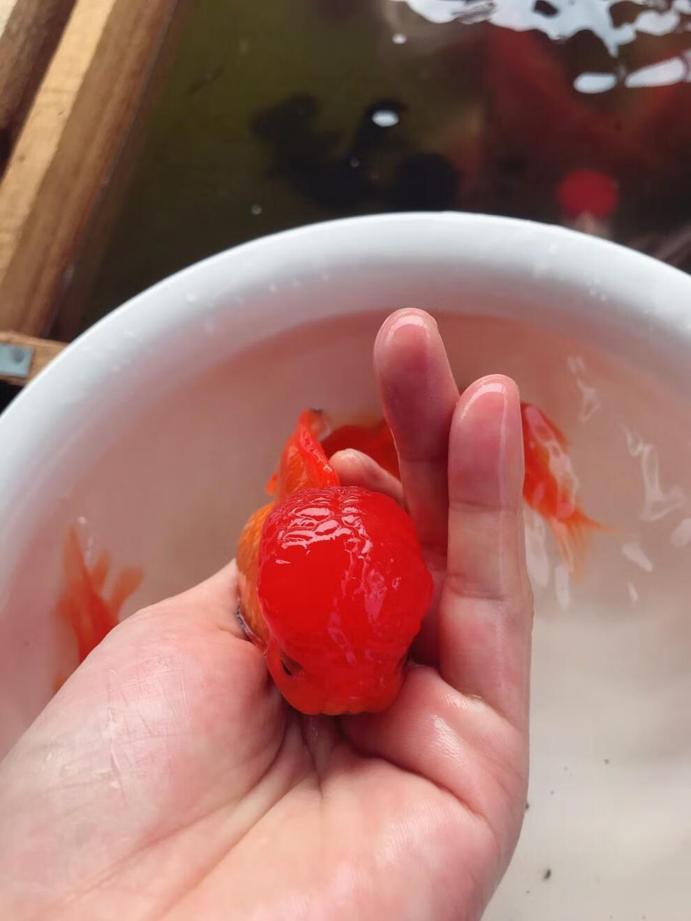 金鱼国狮红狮头活鱼黑狮头淡水鱼冷水鱼活体观赏鱼渔场 6-7cm 红白狮