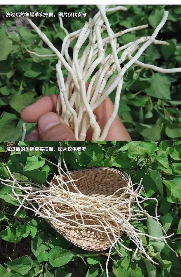 【年货精选】折耳根鱼腥草嫩芽新鲜嫩根现挖凉拌节节根当季时令蔬菜