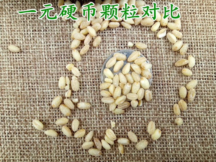 东北小麦仁5斤装去皮新麦仁米脱壳五谷杂粮煮粥用饭农家自产