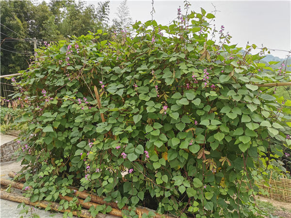 梁平农家新鲜刀豆峨眉豆蛾眉豆梅豆扁豆角猪耳朵红边青扁豆紫扁豆