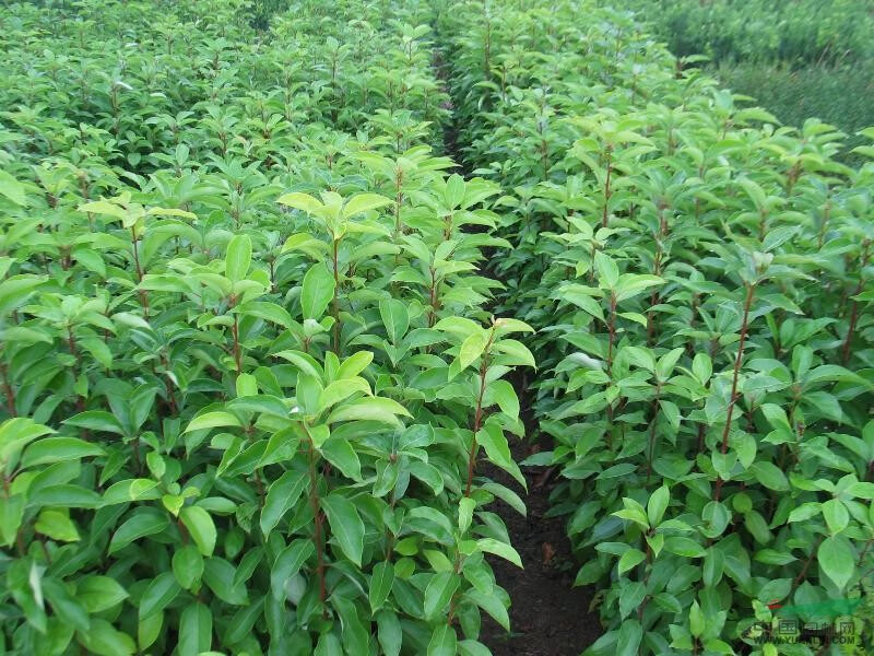 庭院道路绿化植物香樟树苗龙脑樟小苗四季常青耐寒驱蚊大型风景树直径