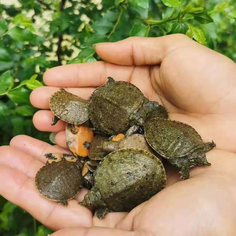 荣郁外塘黄色甲鱼苗小甲鱼苗100只王八苗鳖生态养殖6只半公半母