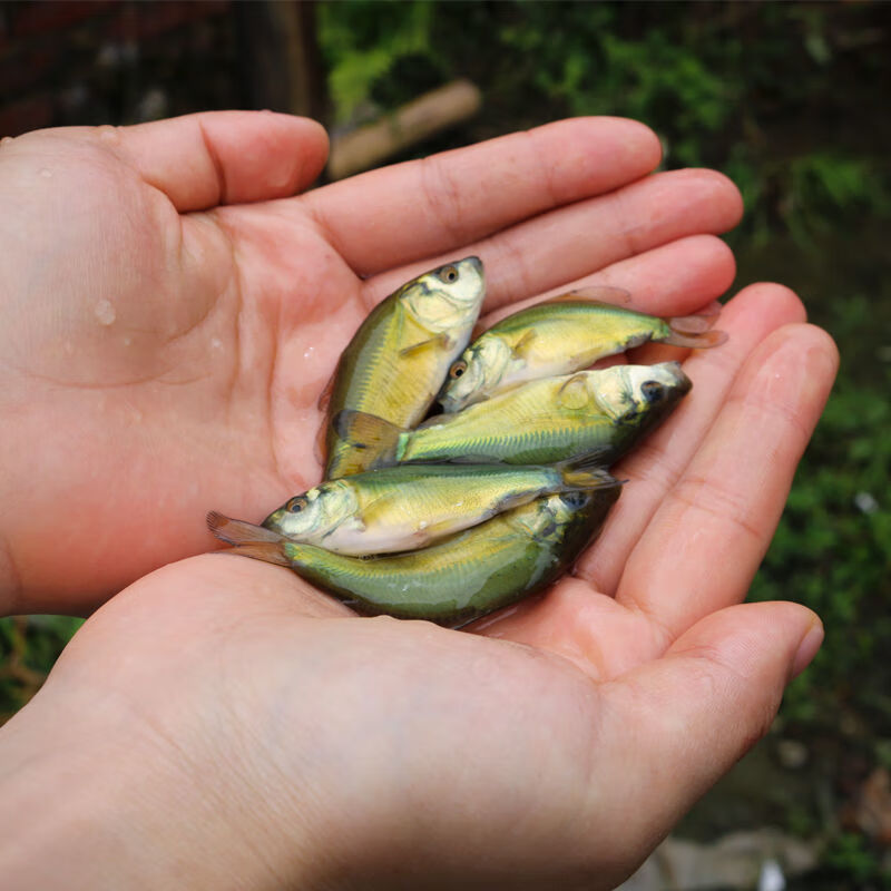 好养耐活裸斑无鳞无甲鲤鱼苗稻田养殖食用鲤鱼苗包活裸鲤23cm5条送1条