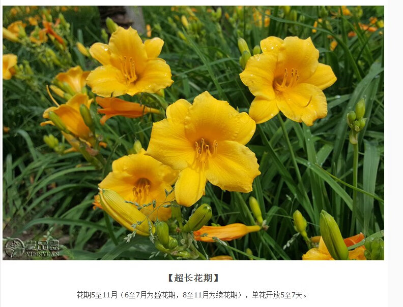 金娃娃萱草花南方北方室外庭院花园阳台耐寒花卉红宝石萱草花草植 红