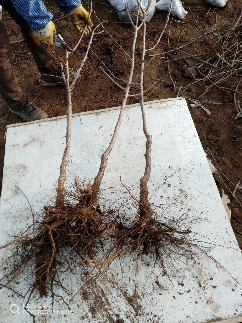 颜曼箐 崂山北宅杏树苗关公脸崂山二号大扁杏水蜜杏子大甜杏自家育苗