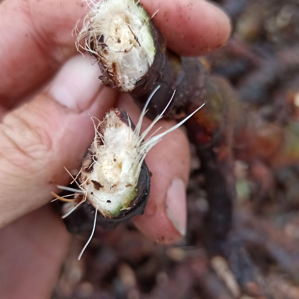 jd优选深山野生石菖蒲纯根老菖蒲根月子洗澡洗头正宗山菖蒲老根水剑草