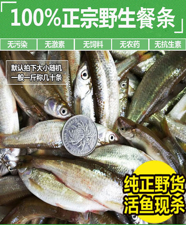 豪鼎汇白条鱼小刁子鱼餐鱼野生淡水河鱼翘嘴蓝刀柳叶白丝鱼杂鱼海鲜现