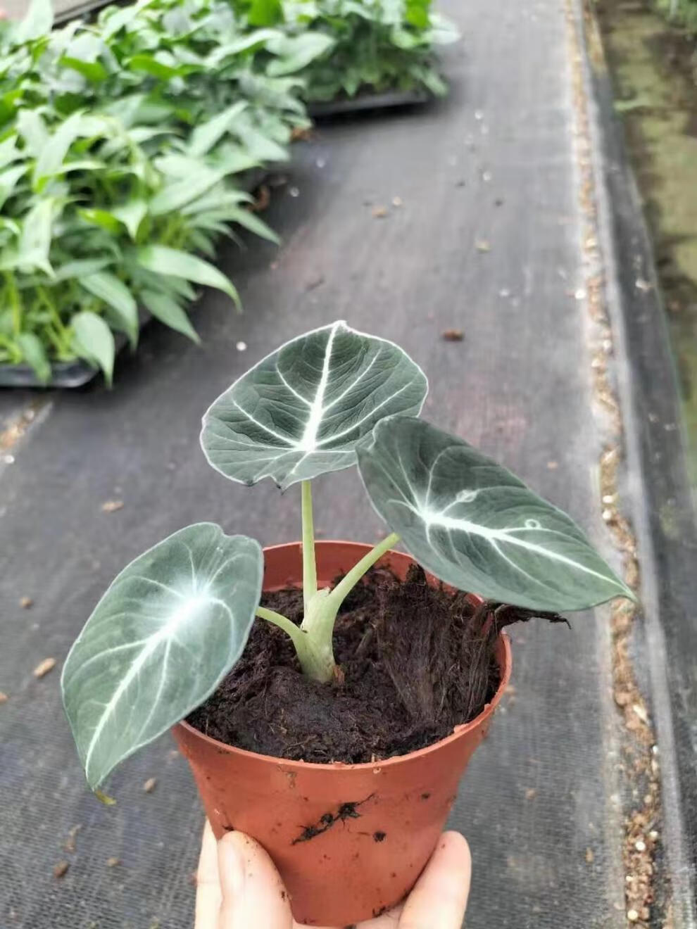 黑天鹅海芋盆栽室内绿植漂亮美观虎雀