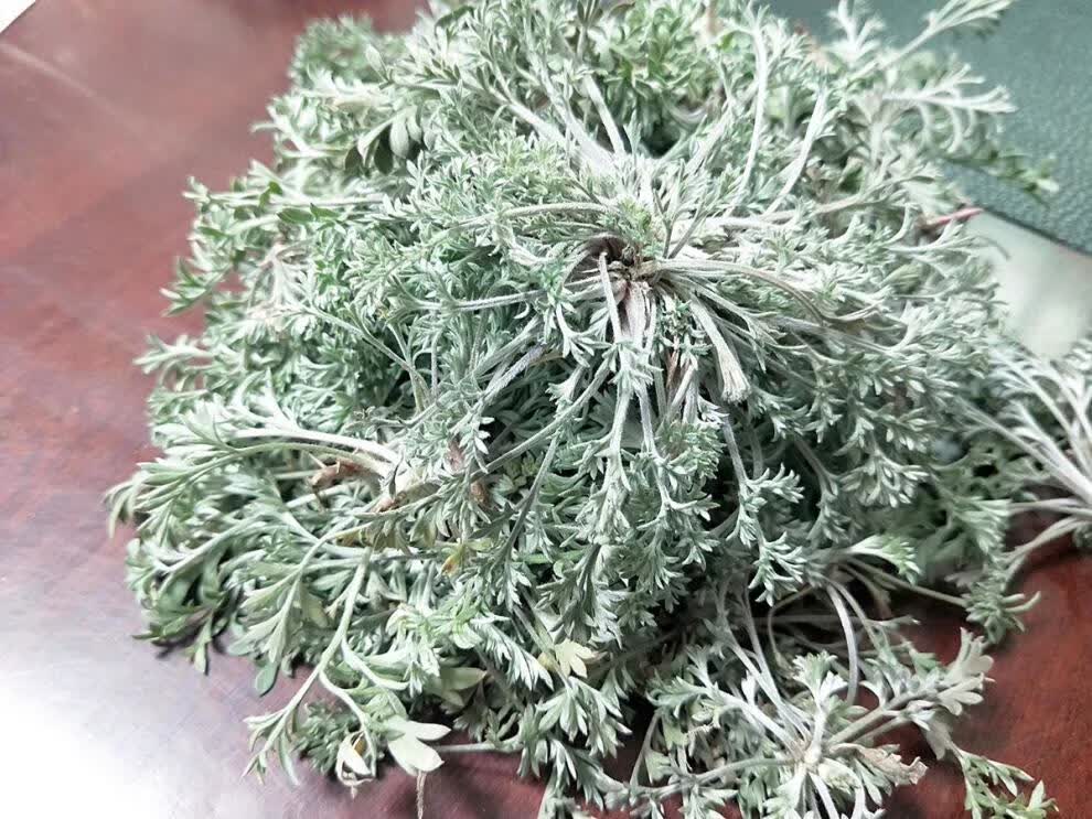 2022年3月新货新鲜茵陈白蒿绵茵陈草茶干货孕妇干货250g