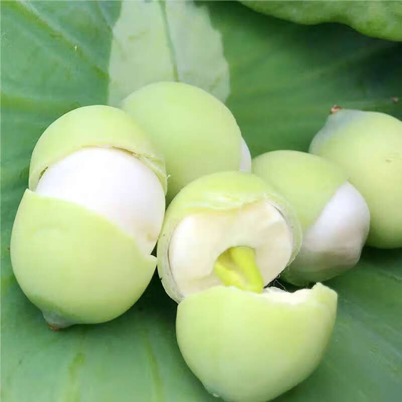 莲子新鲜莲蓬生吃生吃鲜嫩水果白莲子农家鲜莲米莲蓬1500g