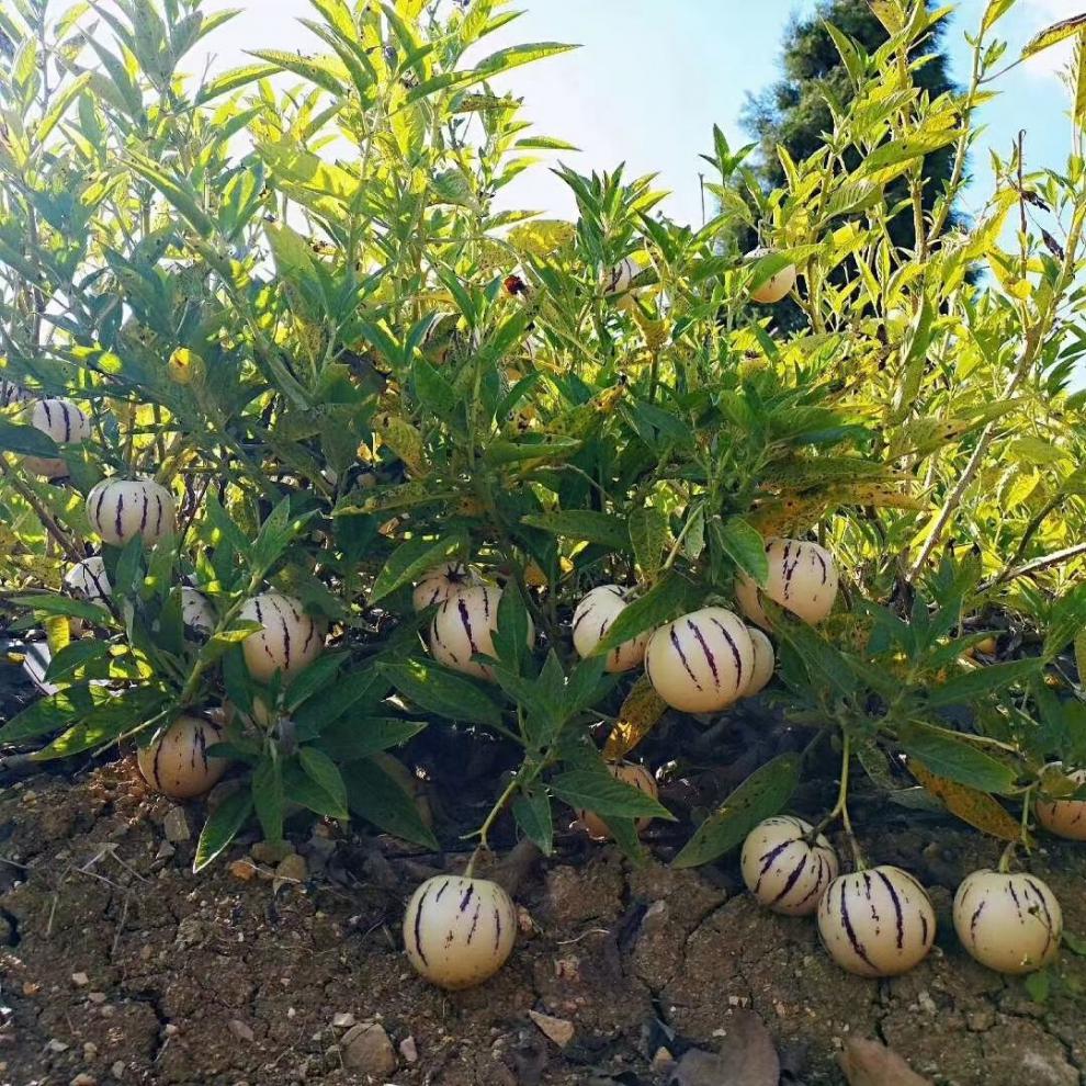 年货精选云南石林新鲜人参果圆果大果整箱新鲜当季水果黄肉果圆果大果