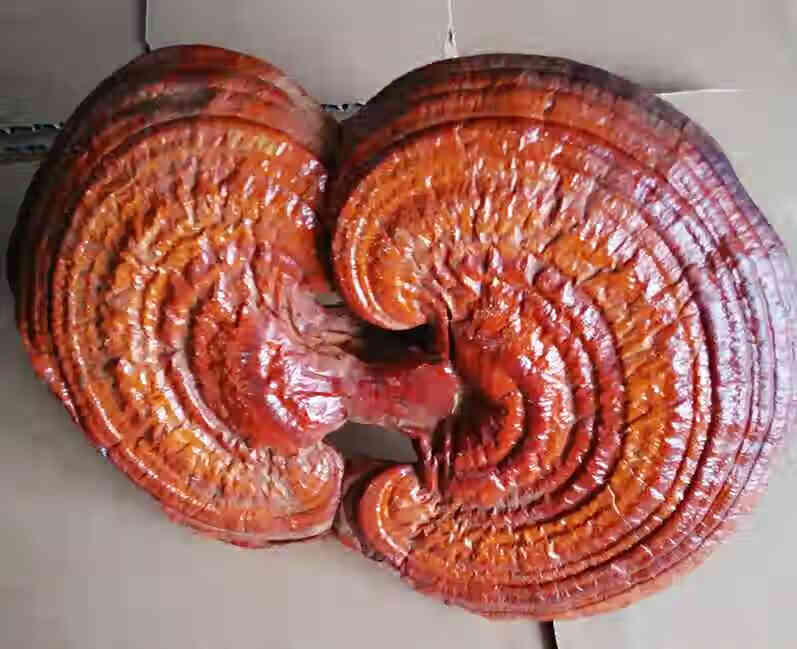 康中尊精选东北灵芝光面灵芝500g长白山赤灵芝红灵芝