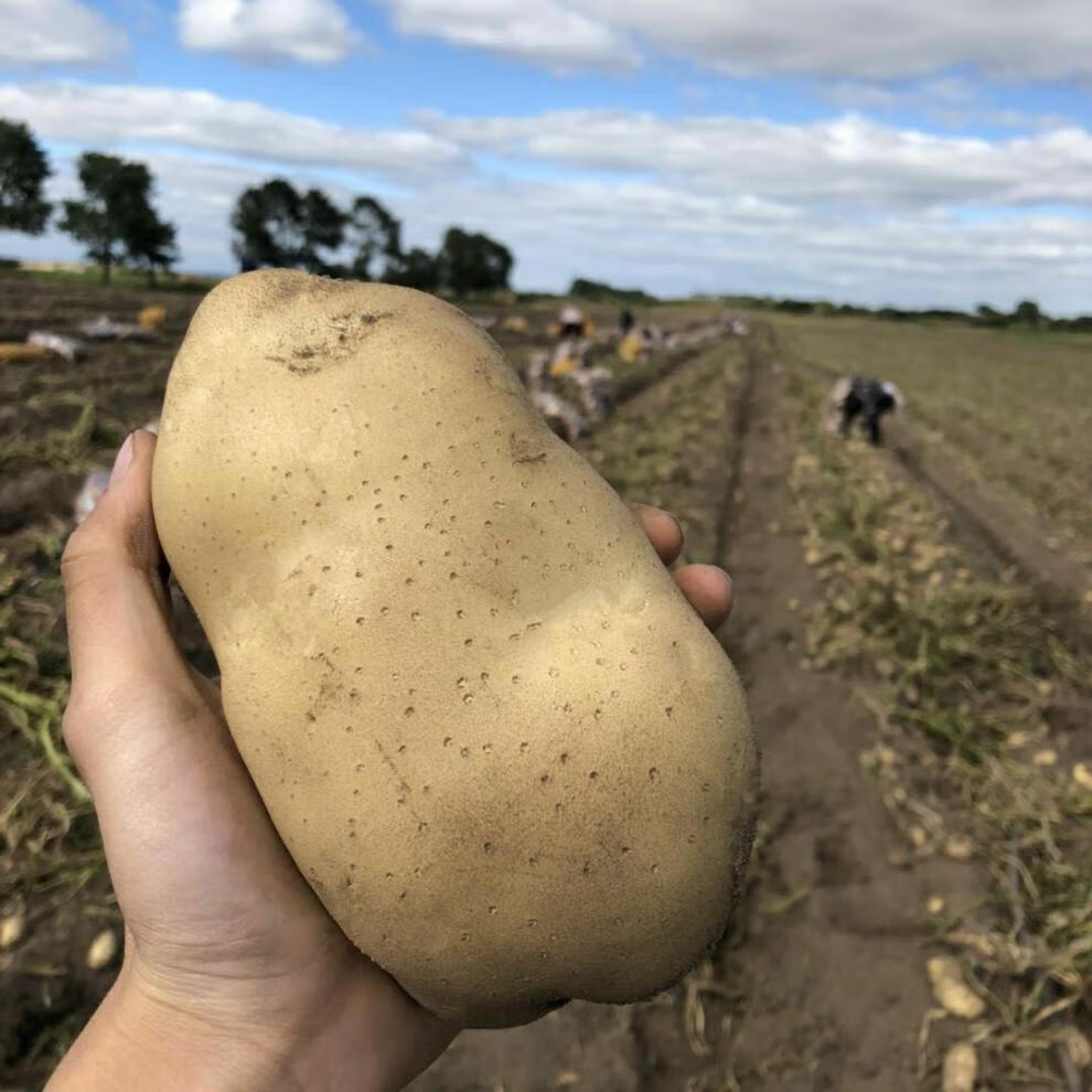 【新鲜土豆】新鲜大土豆5斤9斤现挖洋芋农家肥种植批发马铃薯3斤 9斤