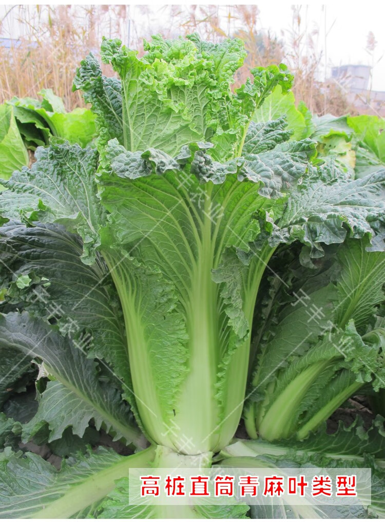 天津耕耘天青55天60天75天80天青麻叶大白菜种子秋季高产白菜菜籽 天