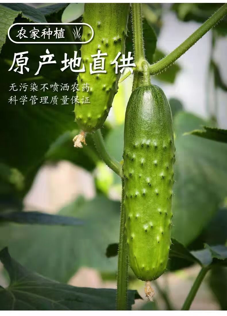 现摘东北旱黄瓜生吃水果黄瓜新鲜小青瓜现摘现发精选净重5斤加酱防冻