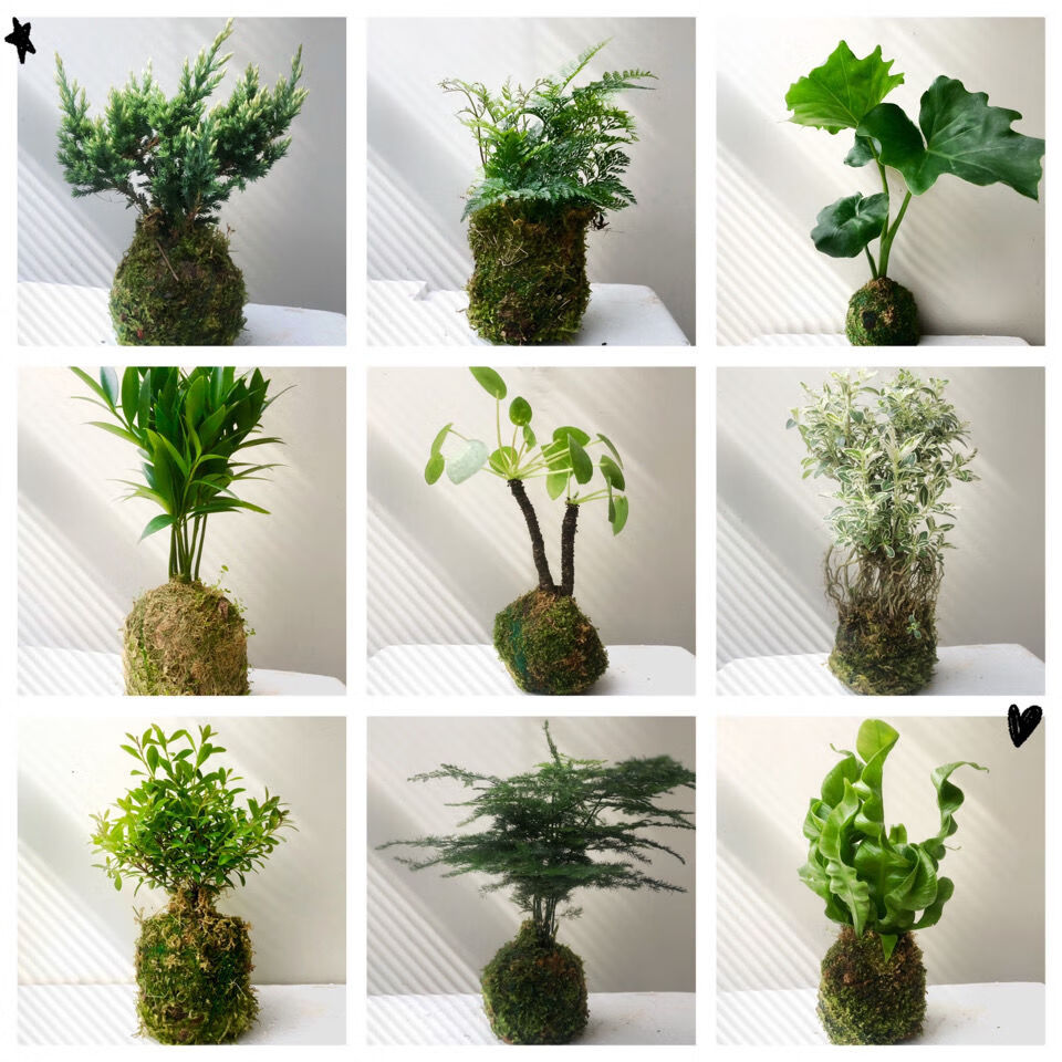 苔藓球水培微景观绿植盆栽水苔球镜面草赤楠桌面摆件菖蒲带盆托盘随机