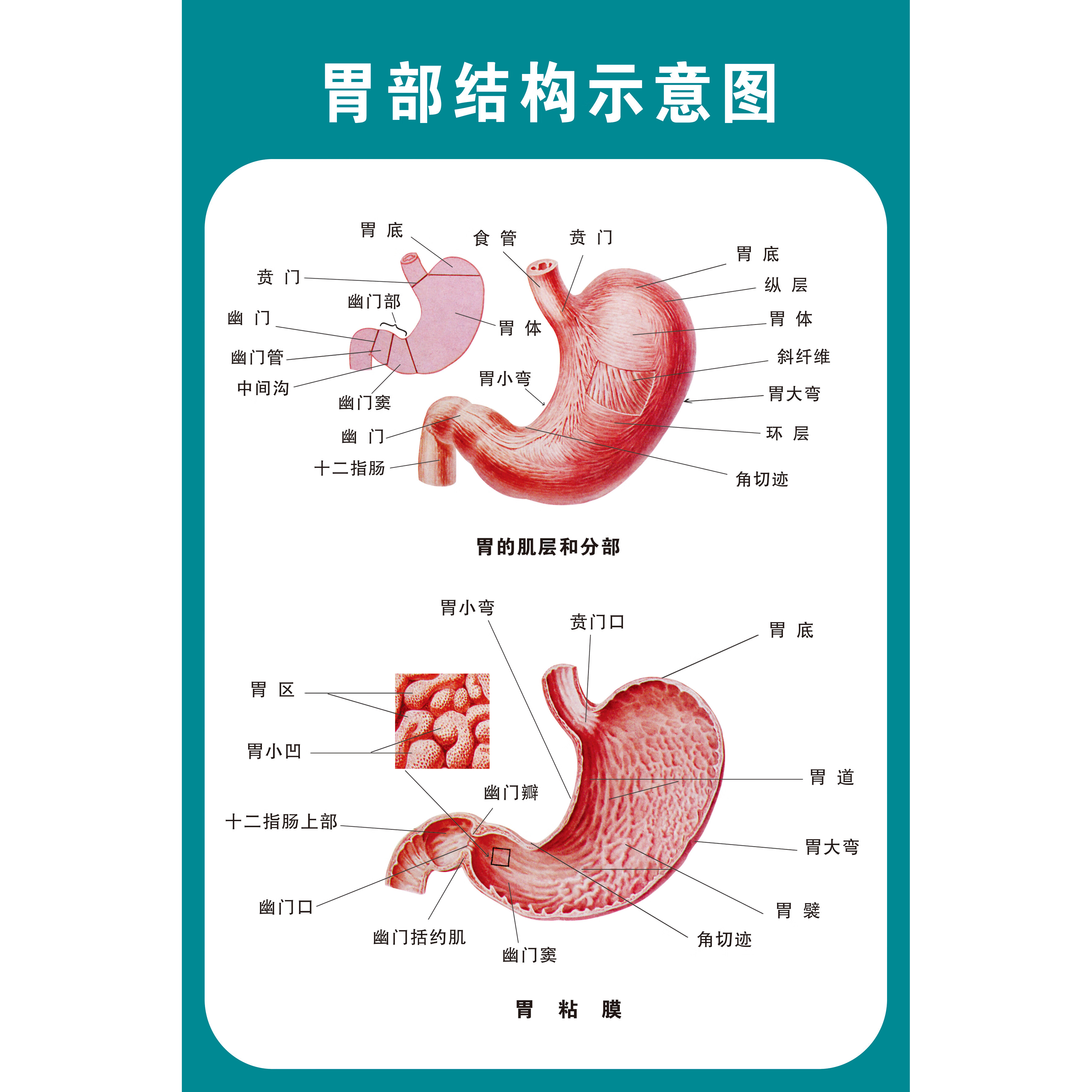 煌福轩人体结构骨骼内脏消化神经血管肝胃生殖解剖示意图医学挂图