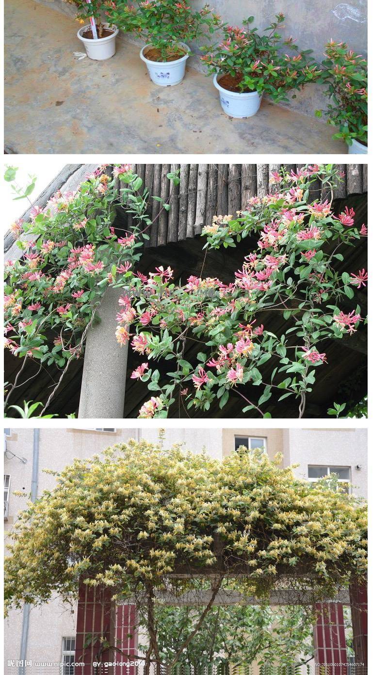 金银花苗耐寒爬藤植物花卉可食用泡茶阳台庭院盆栽地栽