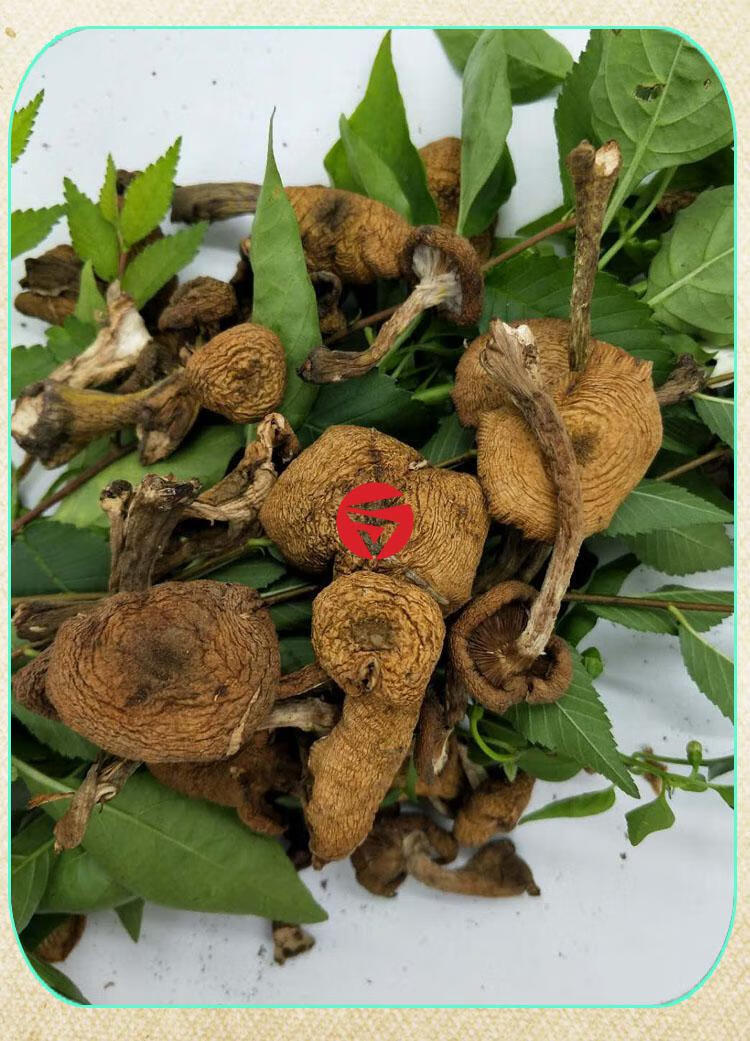 榛蘑片500克干货东北新货小鸡炖蘑菇香菇菌类【图片 价格 品牌 报价】