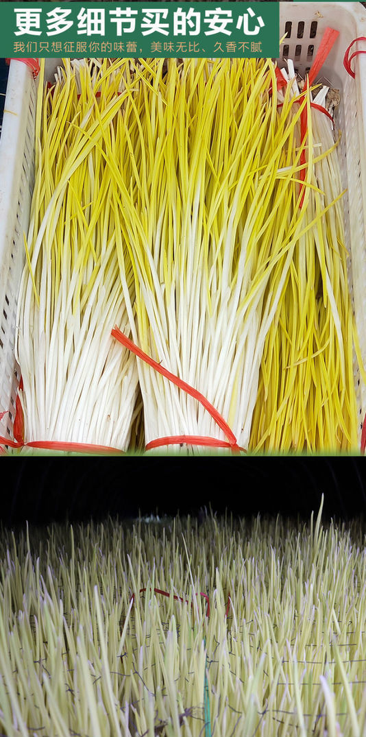 蒜黄新鲜蒜苗青菜时令蔬菜当季大蒜幼苗农家韭黄5斤新鲜蒜黄精品装
