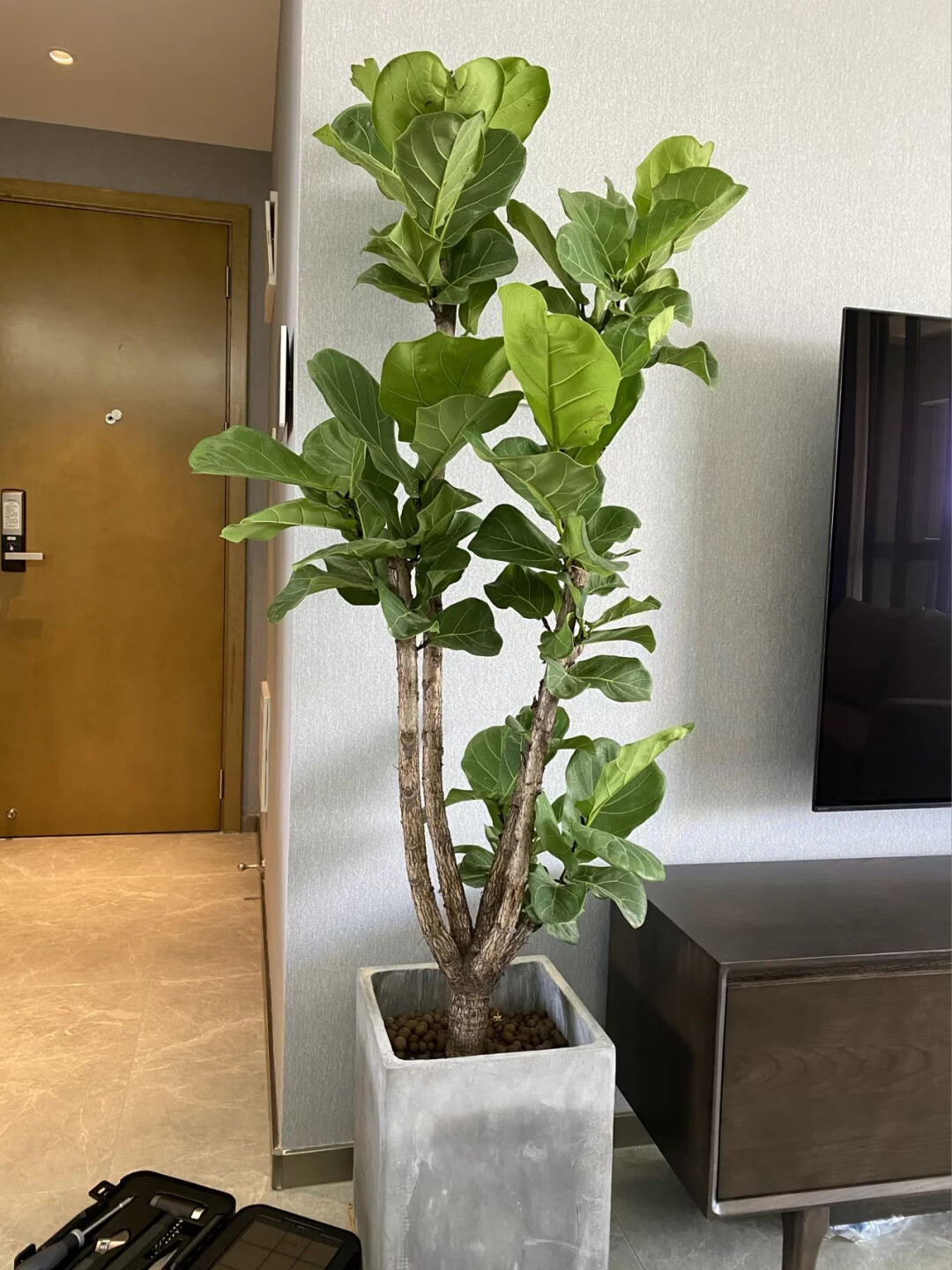 水无怜奈琴叶榕大叶盆栽室内办公室吸甲醛北欧四季绿植棒棒糖大型客厅