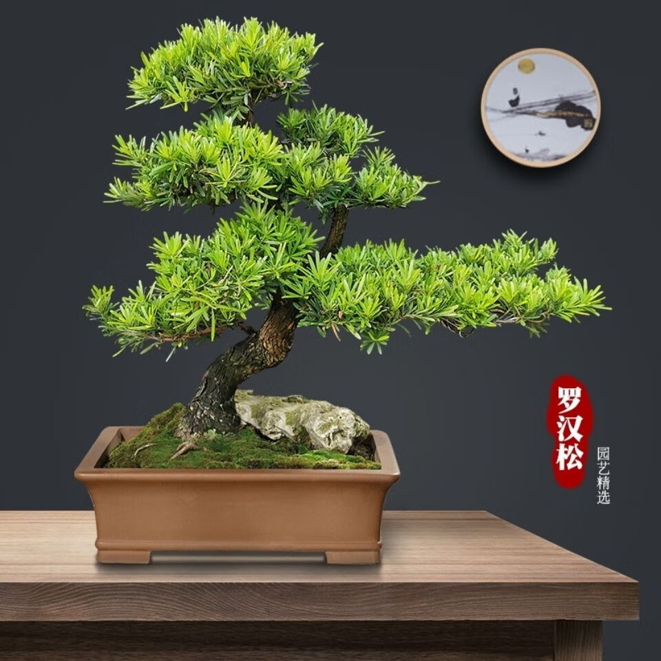 罗汉松盆景造型树迎客松真树植物室内盆栽桌面发财树绿植好养雀舌 10