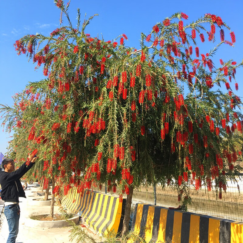 耐寒木本树苗串钱柳植物垂枝红千层红柳树庭院行道室